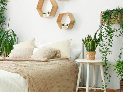 Conocé las plantas que podés tener en tu pieza y sus beneficios