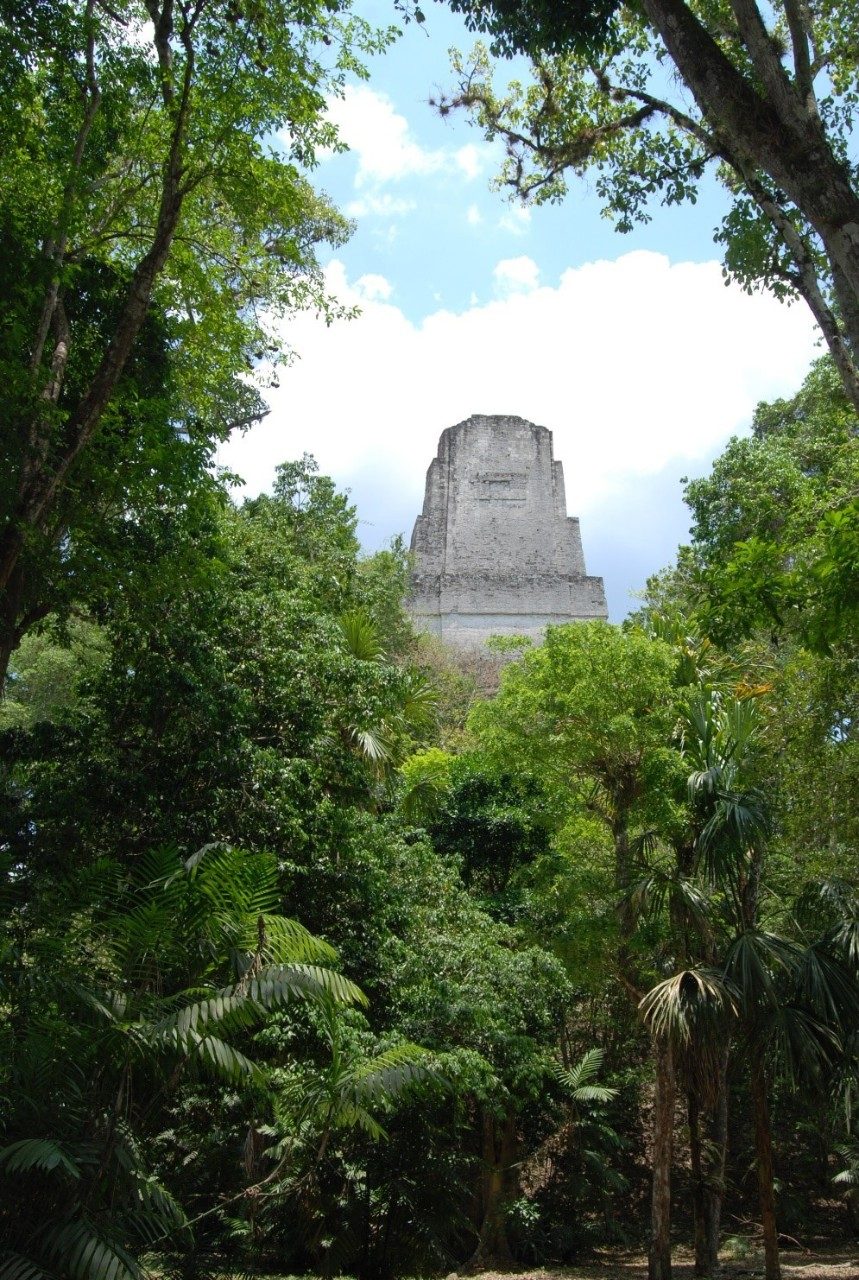 bosque tikal