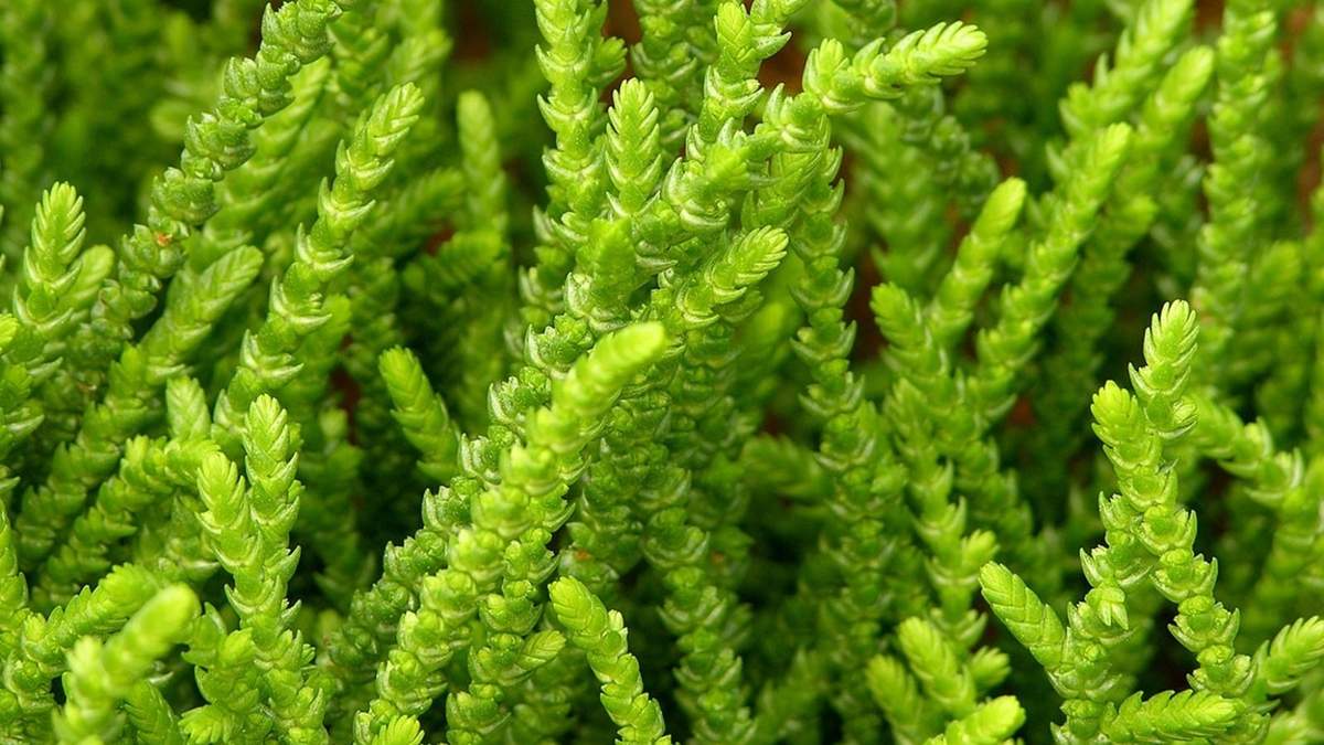Crassula mucosa. Fuente: (X)