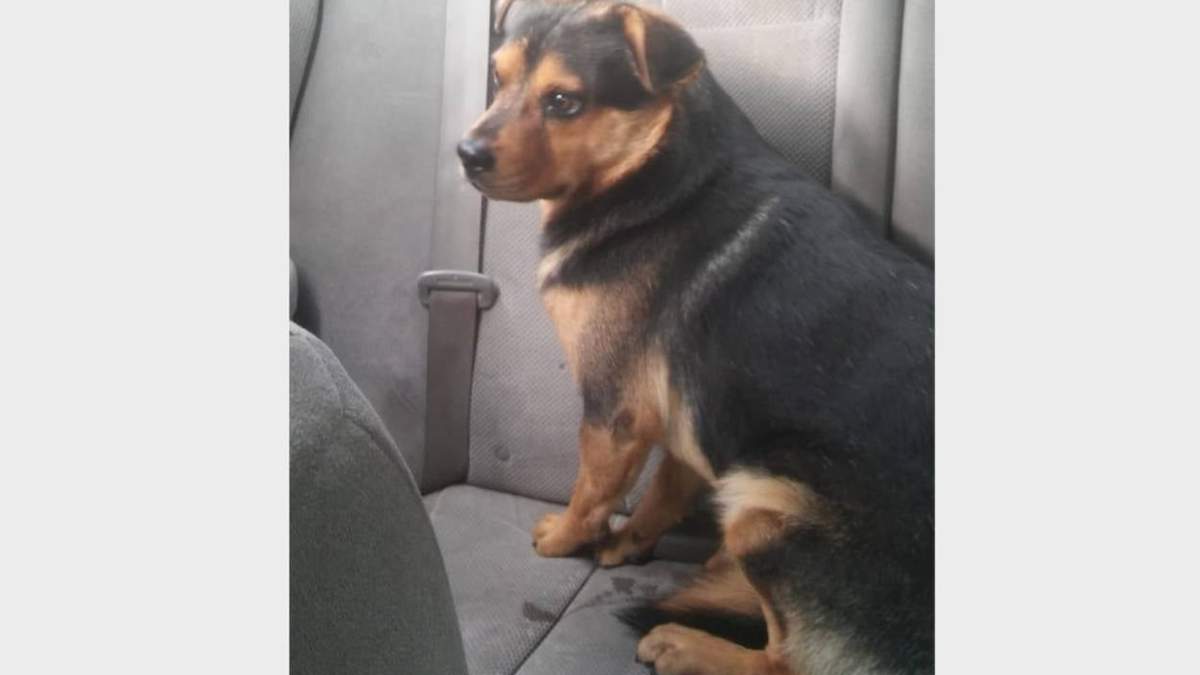 El perro "Covito"