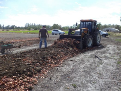Día de la Horticultura: en la UNCo transforman desechos de cebolla en fertilizante