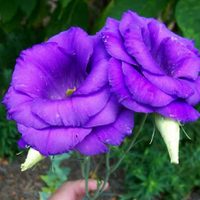 No esperes que llegue el Invierno: llená tu jardín de flores con estas plantas que resisten los fríos más difíciles
