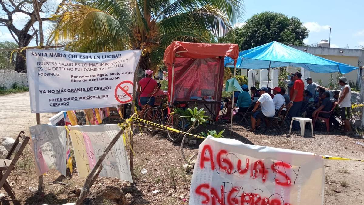Comunidad maya contra granja porcícola en Santa María Chi, Yucatán