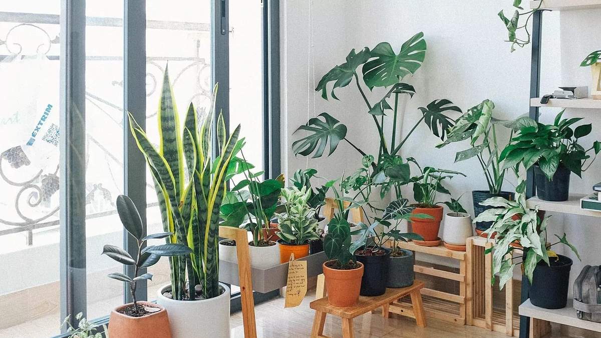 Plantas. Fuente:(X).