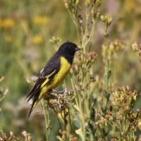 Curiosidades del Cabecita Negra, el ave de llamativo plumaje que es pariente del Jilguero