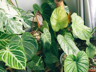 La valiosa planta que quizás no conoces y que es una gran aliada para mejorar la memoria