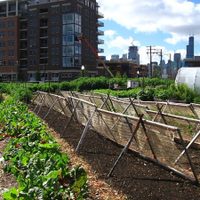 Agroecología urbana, una tendencia en crecimiento