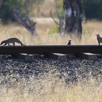 Un safari en Zimbabue, con un recorrido de 80 kilómetros en tren
