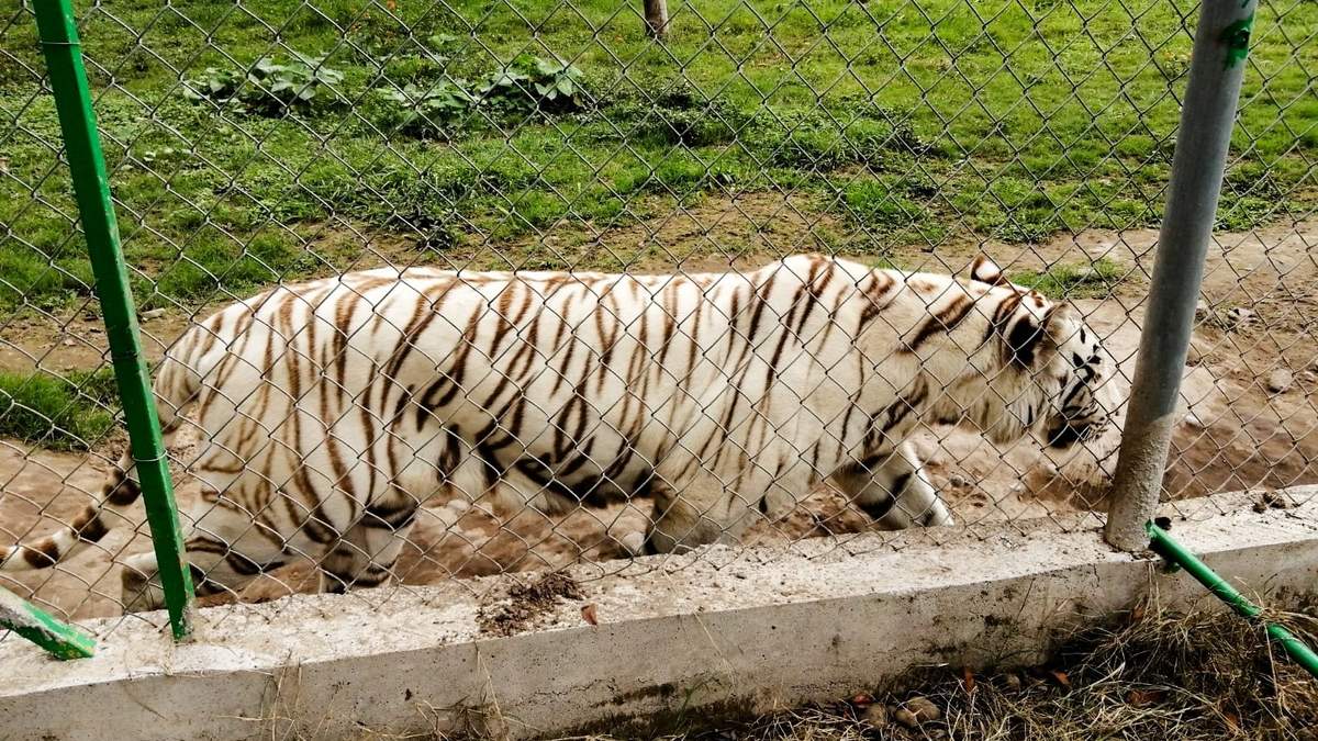 El tigre de Bengala que escapó del Parque Animalia