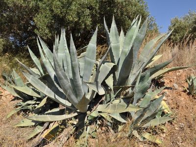 Cómo cuidar el agave, la suculenta apreciada por sus múltiples usos