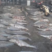 Hallan 66 totoabas muertas en aguas de Baja California