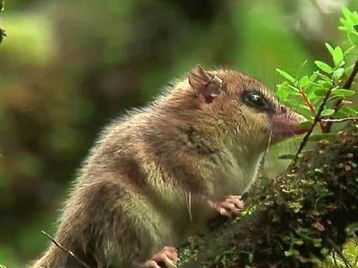 Un monito de monte fue captado por una cámara trampa en Caviahue