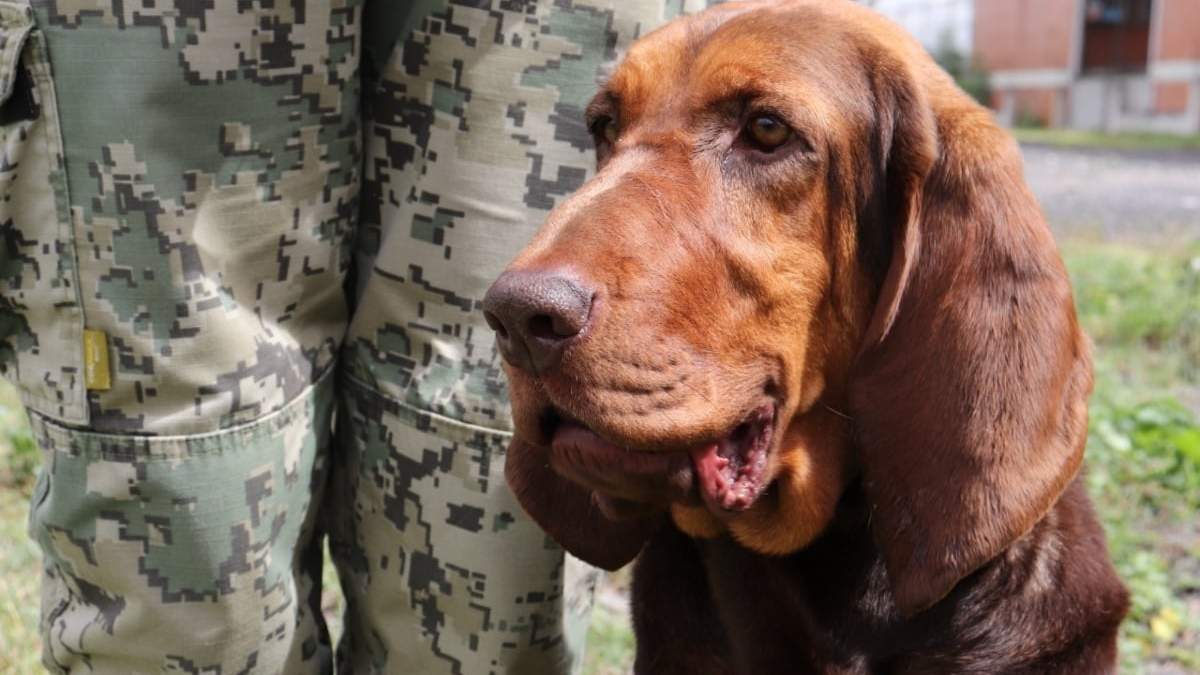 Max, una perra de la raza Bloodhound