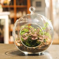 Terrario: así podés mantener a tus plantas en una burbuja de cristal