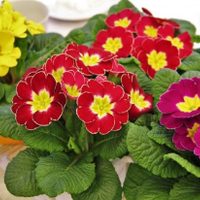 La planta favorita de las abuelas y los jardineros que regala las primeras flores de la primavera
