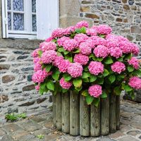 El secreto para que tus Hortensias florezcan dos veces al año: es fácil y totalmente gratis