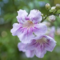 La planta de guía que todos quieren en casa: crece rápido y soporta muy bien las heladas