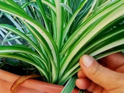 La planta más fácil de reproducir que podés tener en el jardín o dentro de casa