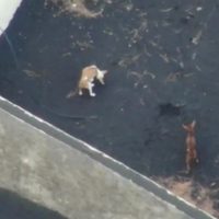 Alistan rescate con drones de perros atrapados en la lava de volcán en La Palma