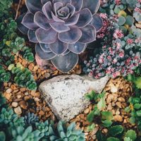 Conocé las suculentas que aman el sol y sin duda disfrutarán los días más lindos de la primavera