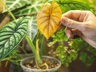Por qué las hojas de mis plantas están amarillas si siempre las riego: cómo solucionarlo de forma fácil