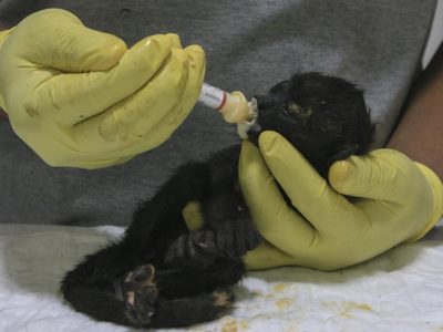 Ola de calor en México: monos que se caen de los árboles; se restringe la venta de hielo