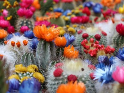 4 tipos de cactus que florecen en primavera y que llenan de color tu casa: cuidados y secretos para que estén 10 puntos