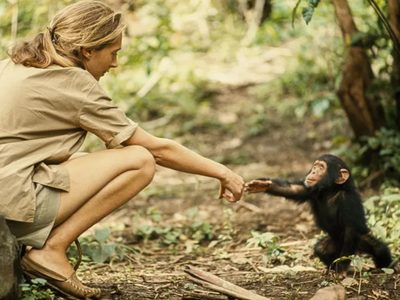 Dolor por la muerte de Jane Goodall, pionera en el estudio de los chimpancés