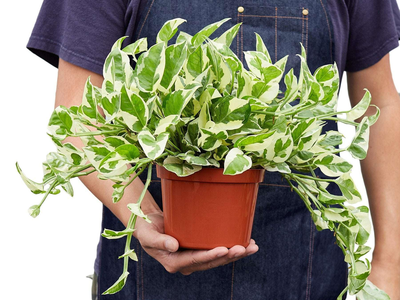 Jardinería y energía verde: las 4 plantas más poderosas para atraer la buena suerte y la prosperidad