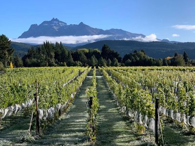 Llega Expo Vinos de la Patagonia con los mejores exponentes
