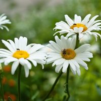 Si sos fan de las Margaritas, mirá cómo podés llenar tu jardín gratis y sin gastar en el vivero con estas flores tan tiernas
