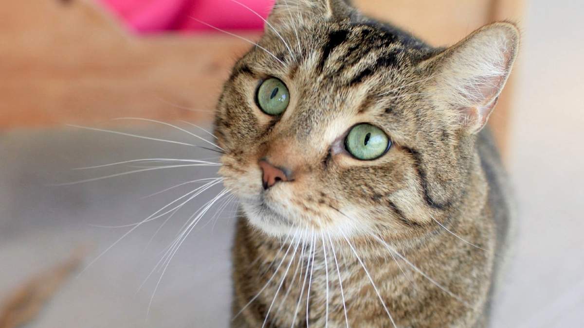 Es el segundo caso de animales con coronavirus. Fuente: (Twitter)
