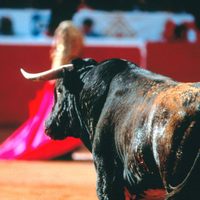 Aún en litigio, vuelven las corridas de toros a la Plaza México