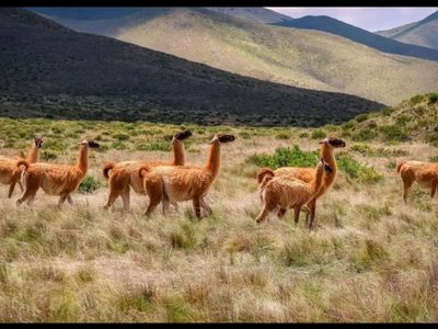 Curiosidades de la fauna argentina: los 5 animales más extraños y por qué son clave para el ecosistema
