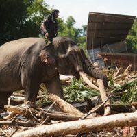 Suman 961 los muertos por las inundaciones en el oeste de Indonesia