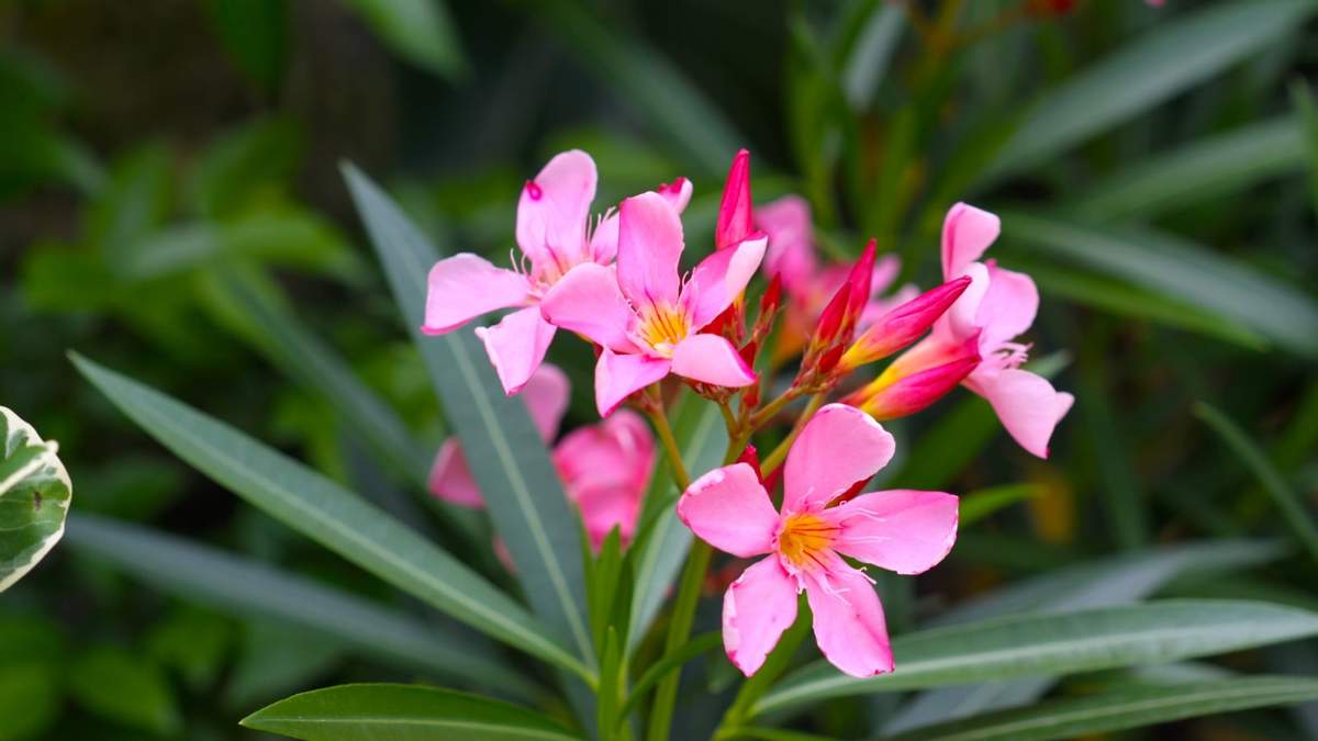 Plantas resistentes al verano. Fuente: (X)