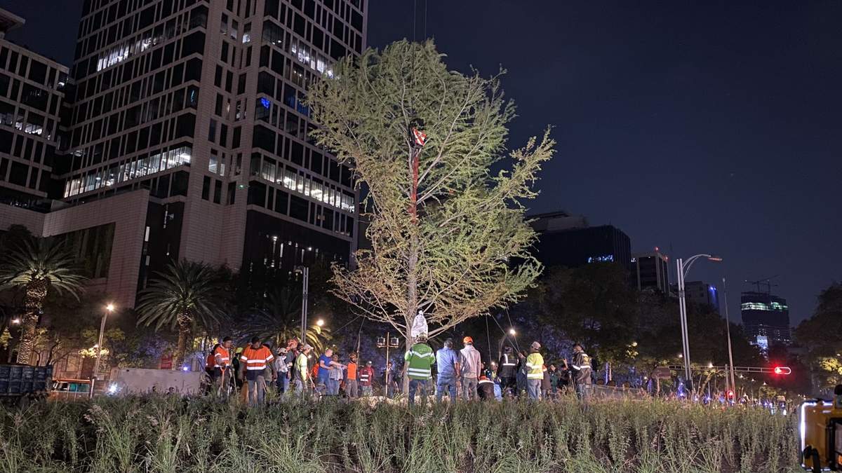 El 5 de junio fue sembrado en Paseo de la Reforma