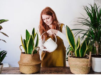 La teoría de las plantas sensibles: por qué algunas “sienten” estrés y cómo evitarlo en tu casa