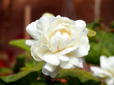 Simples trucos para que tu jazmín se llene siempre de flores y perfume tu jardín