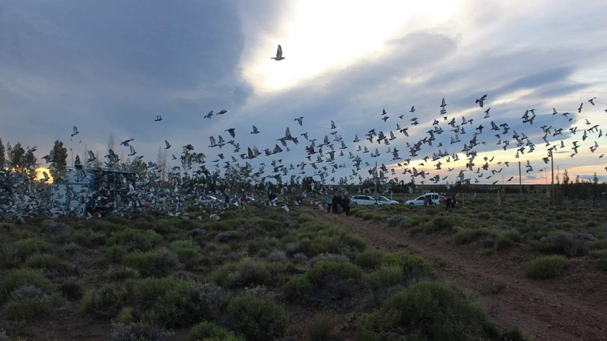 Magnífico momento, reflejando el lanzamiento de las palomas mensajeras. Fuente: (Daniel Signorile)
