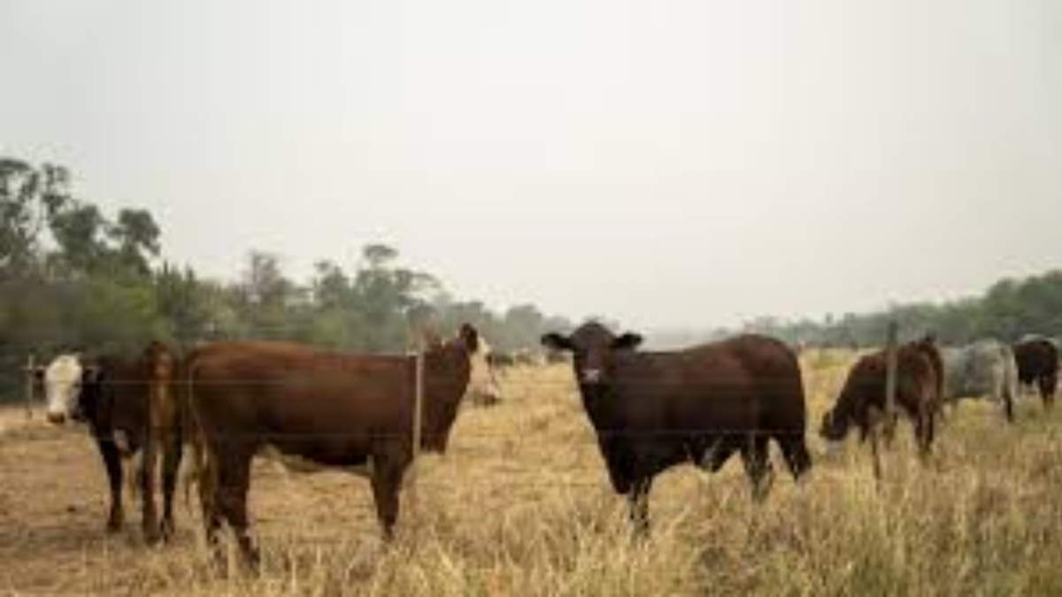 En Paraguay hay más de trece millones de vacas, el doble que habitantes. La mitad de esas vacas están en el Chaco, en una zona declarada Reserva de la Biosfera por las Naciones Unidas