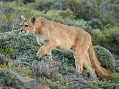 Pánico en Ferri por un puma suelto