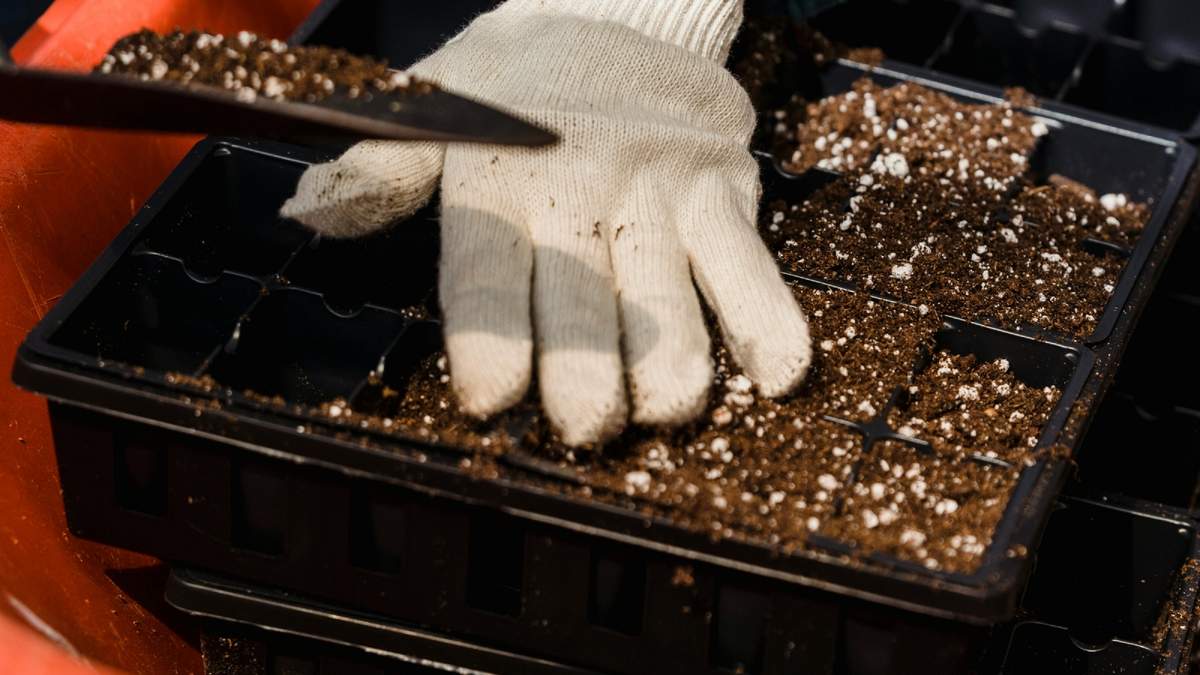 Con las perlitas se obtienen plantas más sanas, fuertes y vigorosas.