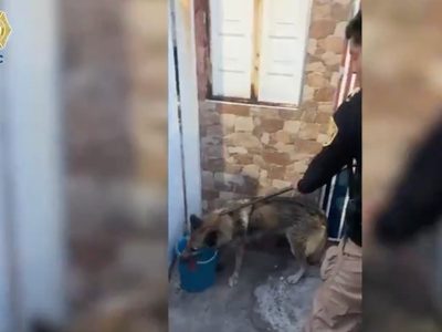 Lobo escapa del zoológico de Aragón y deambula por las calles; vecinos ayudan a capturarlo