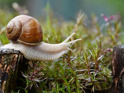 3 trucos que no fallan para alejar para siempre a las babosas y los caracoles de tu jardín