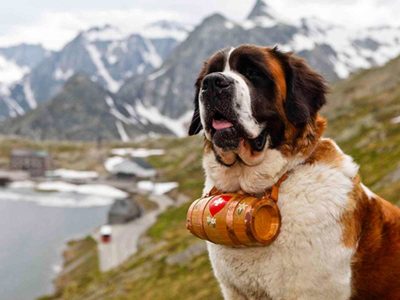 Curiosidades acerca del San Bernardo, el perro más famoso de Bariloche