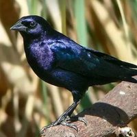 Curiosidades sobre el tordo: el ave que pone sus huevos en nidos ajenos y dio origen a la popular frase