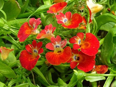 Crece rapidísimo y aguanta todo el año: la planta favorita de muchos para decorar jardines o patios pequeños