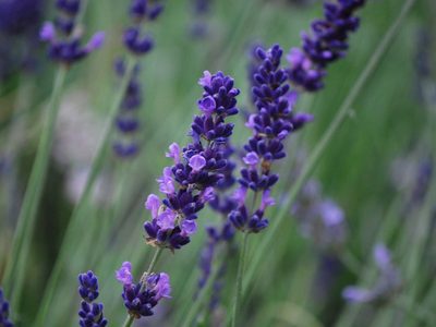 Sin usar químicos: el truco más fácil y efectivo para que tu planta de Lavanda no se muera