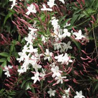 El Jazmín más buscado en primavera: crece rapidísimo y deja un exquisito perfume en tu casa o jardín